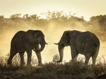 Elefantes africanos Botswana