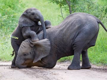 Elefantes filhotes