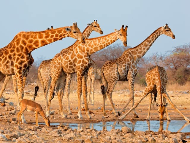Etosha national park namibia safari d