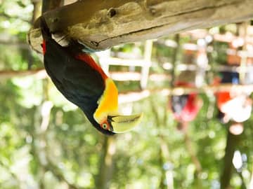 Foz do Iguaçu com Crianças Foz do Iguaçu com Crianças