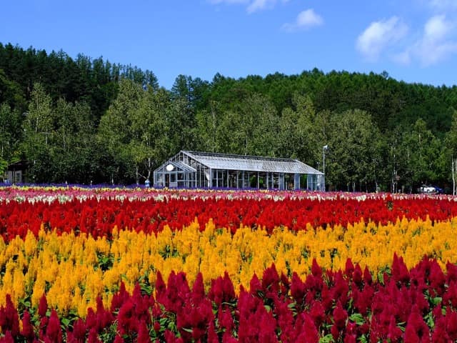Furano japao hokkaido travel navi campo flores coloridas casa