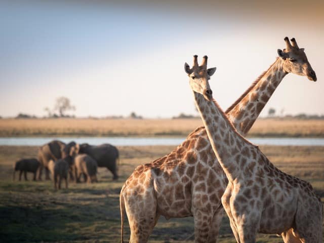 Girafas elefantes Botswana