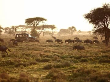 Gnus durante safári no Serengeti, Tanzânia
