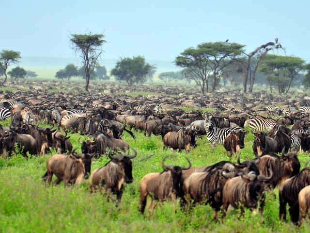 Grande Migração de Serengueti e Tanzânia