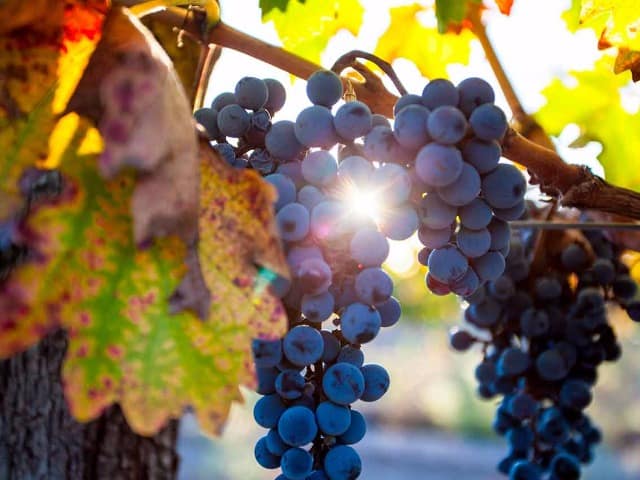 Grape plantation in the state of mendoza argentina