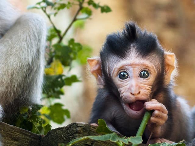 Indonesia ubud floresta dos macacos