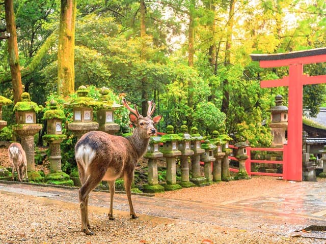 Japao nara parque cervos entrada