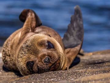 Navegando pelas Ilhas Galápagos Navegando pelas Ilhas Galápagos