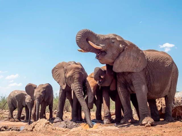 Madikwe safari rhulani b