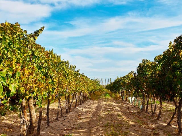 Malbec grape plantation in the city of san rafael mendoza argentina