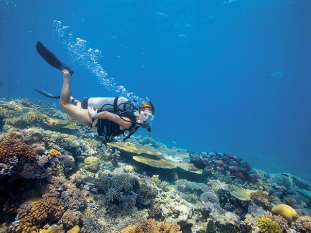 Mergulho Lizard Island