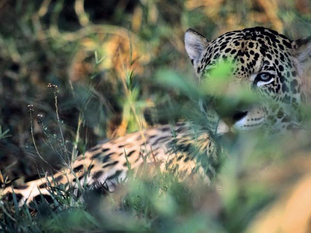 Ms barra mansa pantanal onca pintada