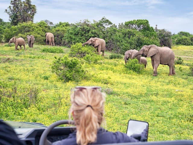 Observando manada de elefantes na africa do sul