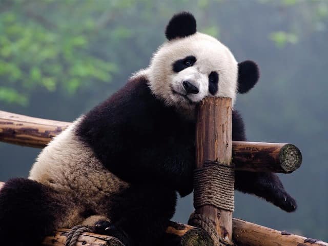 Panda posando