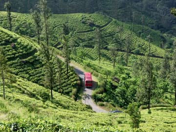 Plantações chá Sri Lanka