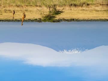 Quênia com Safári em Amboseli e Masai Mara