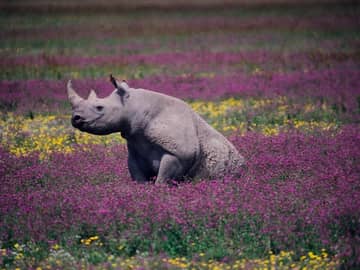 Rinoceronte negro na cratera ngorongoro