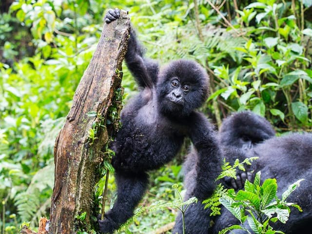 Ruanda gorila bebe brincando