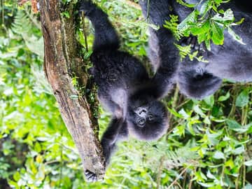 Tanzânia e Ruanda