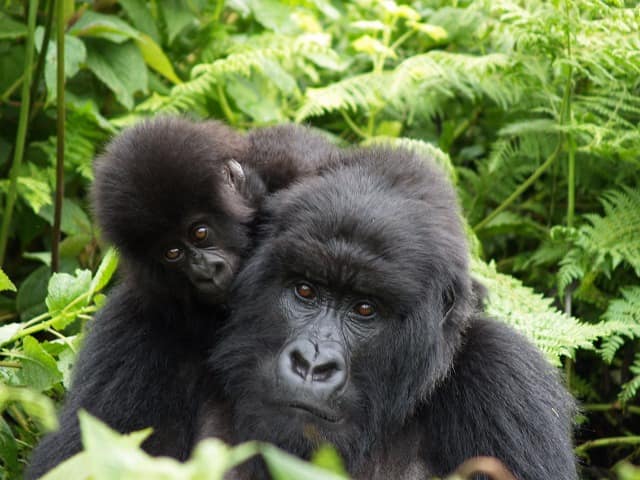 Ruanda gorila bebe
