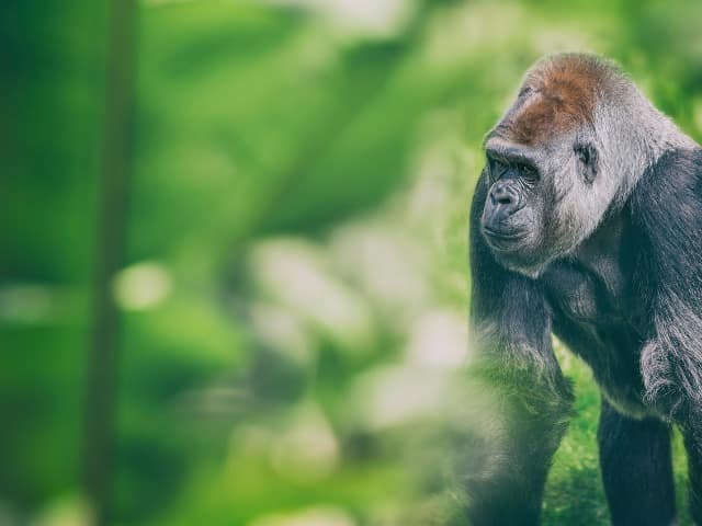 Ruanda gorila floresta