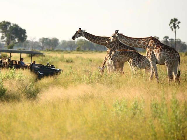 Safari andBeyond Nxabega Okavango