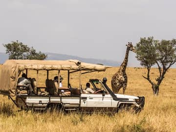 Serengeti bushtops girafa safari