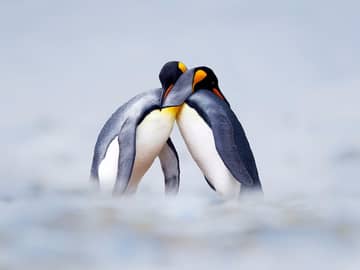 Swan hellenic antartica pinguim