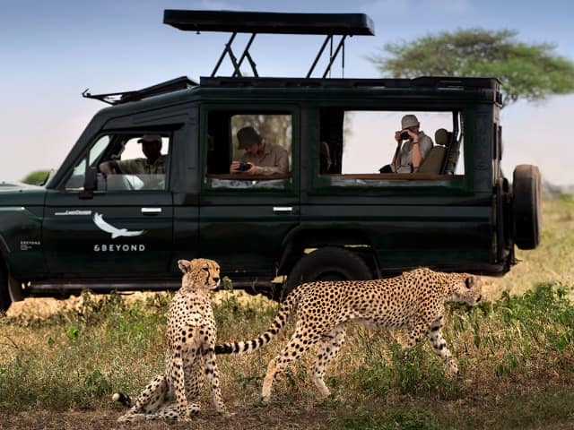 Tanzania serengeti under canvas game dribe cheetah