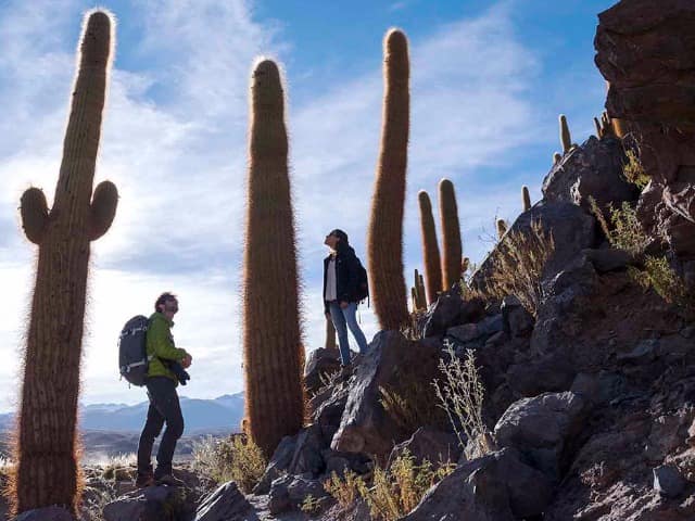 Tierra atacama chile cactus