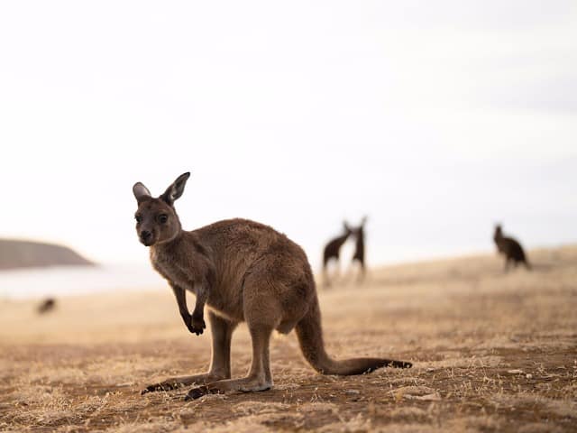 Tourism australia south australia kangaroo island haines