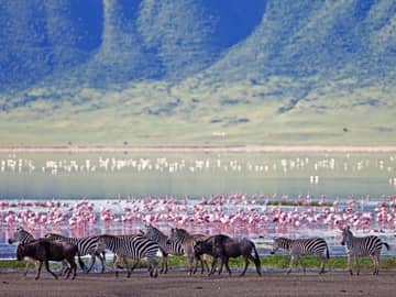 Zebras flamingos gnus, Cratera Ngorongoro, Tanzânia