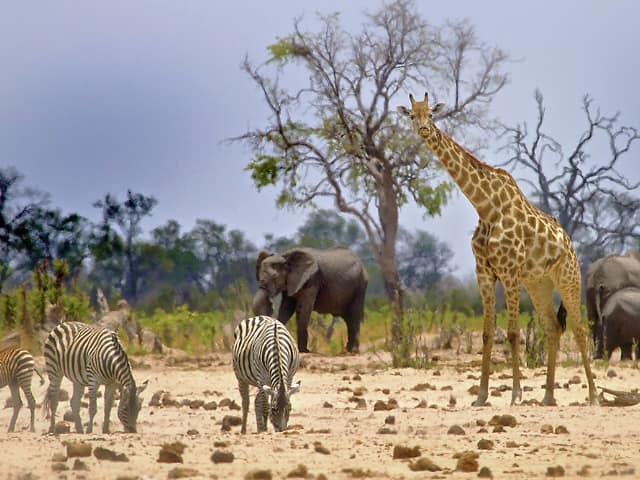 Zimbabue parque nacional hwange girafa