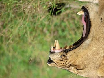 Zimbábue: Parque Nacional de Mana Pools