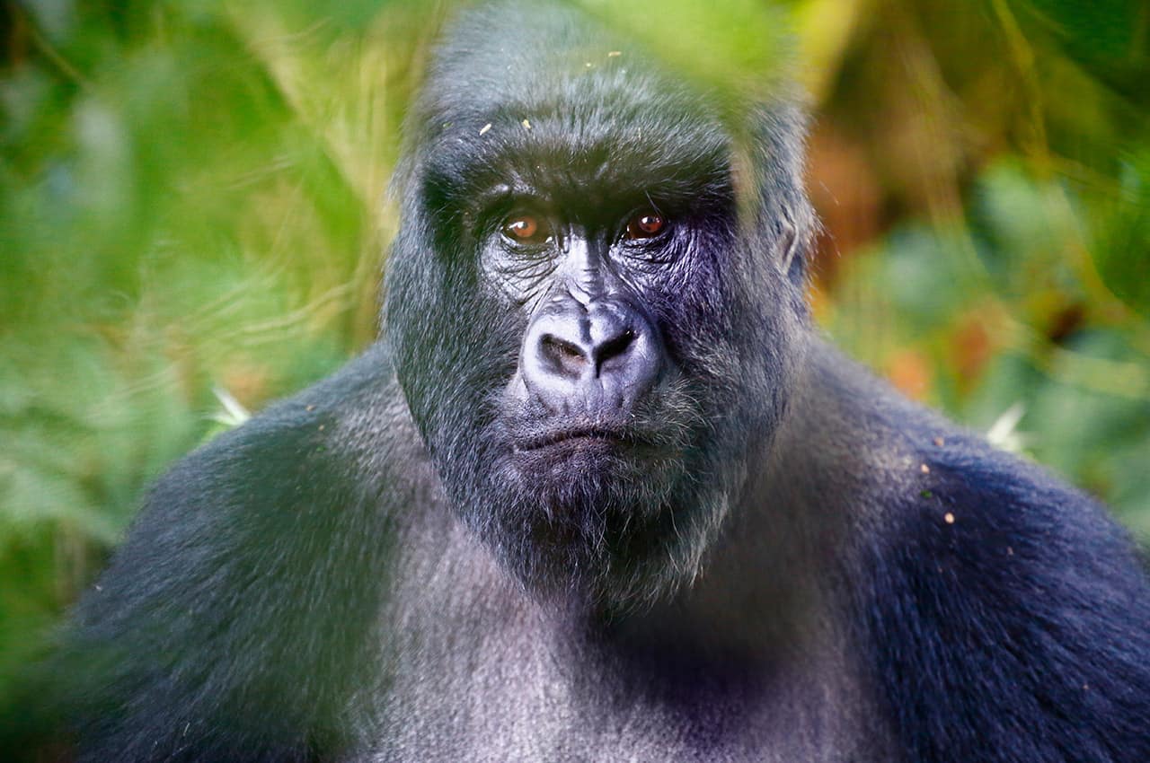Gorila adulto