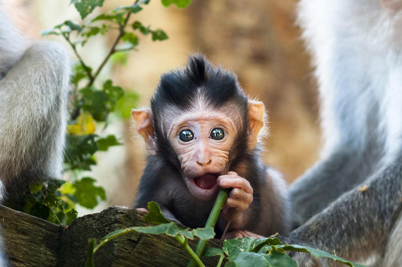 Indonesia ubud floresta dos macacos