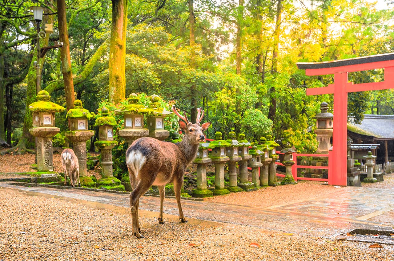 Japao nara parque cervos entrada