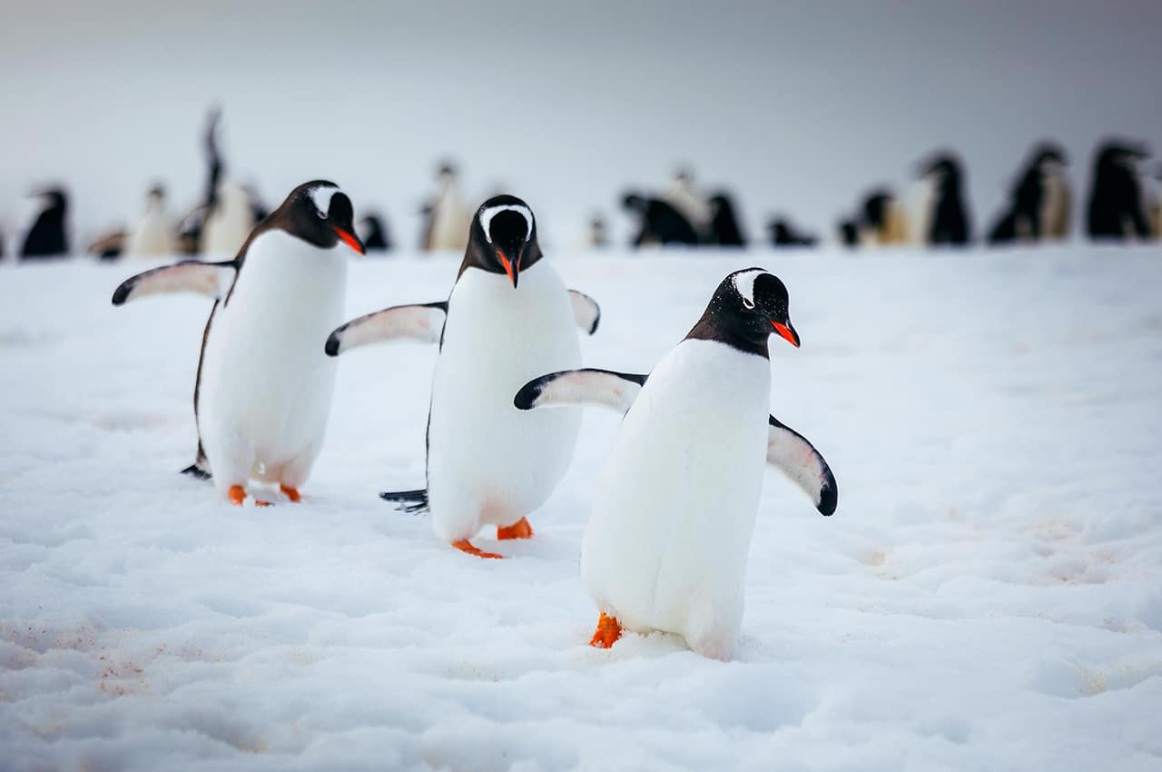 Quark expeditions antartica david merron