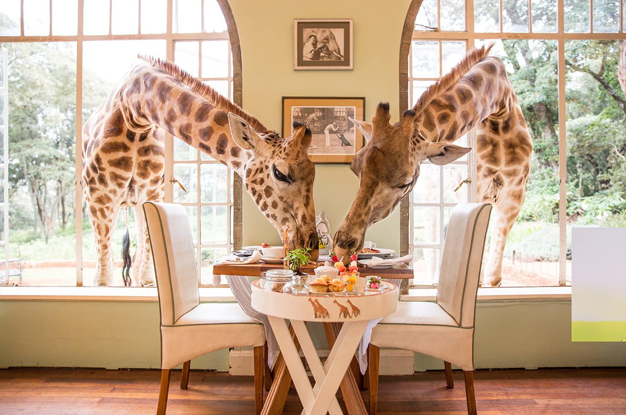 Quenia thesafaricollection giraffemanor girafas