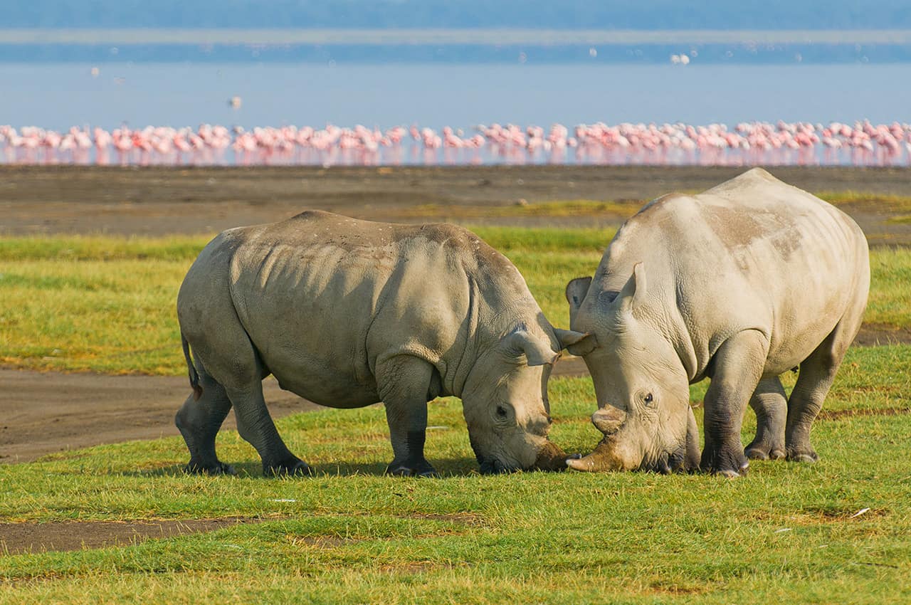 Rinocerontes em sáfari no Quênia