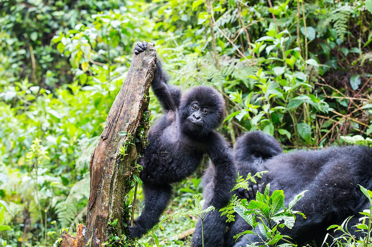 Ruanda gorila bebe brincando