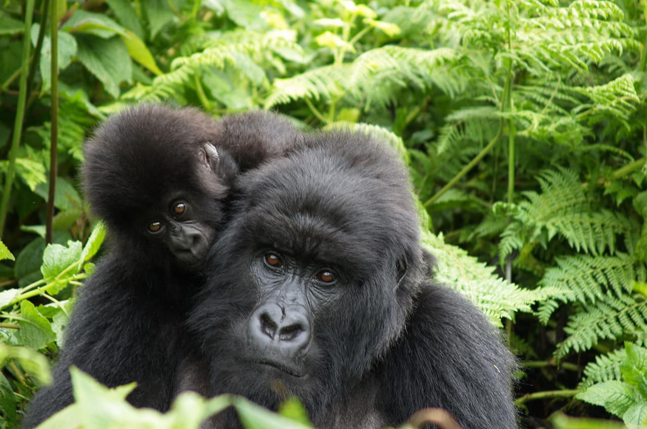 Ruanda gorila bebe