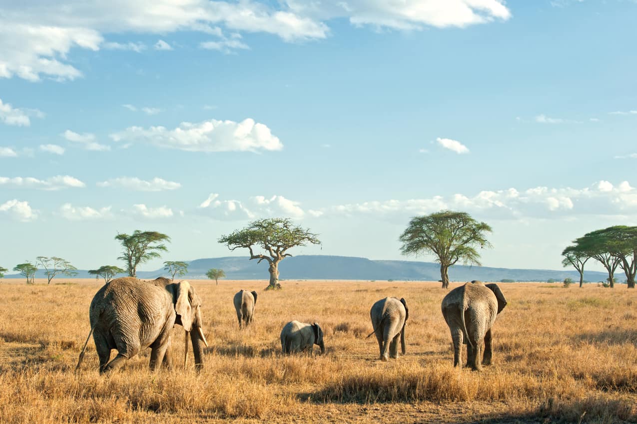 Elefantes safári Serengeti, Tanzânia