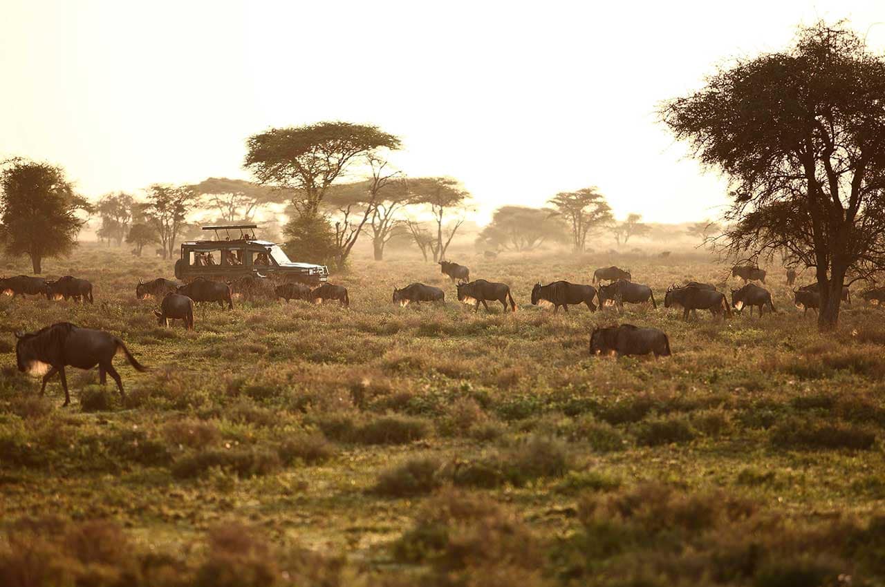 Gnus durante safári no Serengeti, Tanzânia