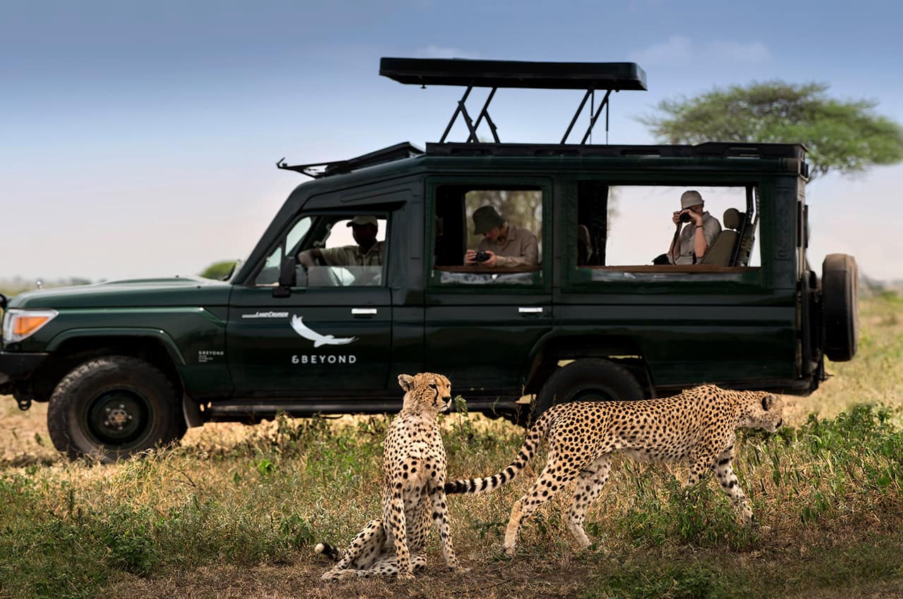 Tanzania serengeti under canvas game dribe cheetah