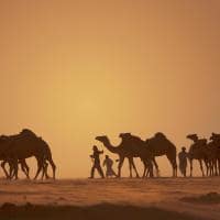 Qasr al sarab desert resort passeio camelo
