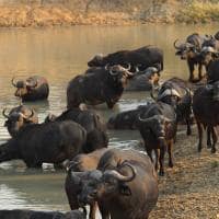 Africa do sul kapama river lodge big five buffallo big five