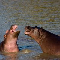 Africa do sul kapama river lodge big five hipo