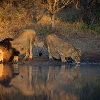 Africa do sul kapama river lodge big five lions drinking water