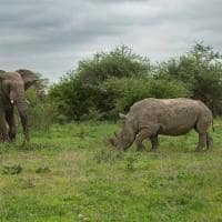 Africa do sul kapama river lodge big five rhino